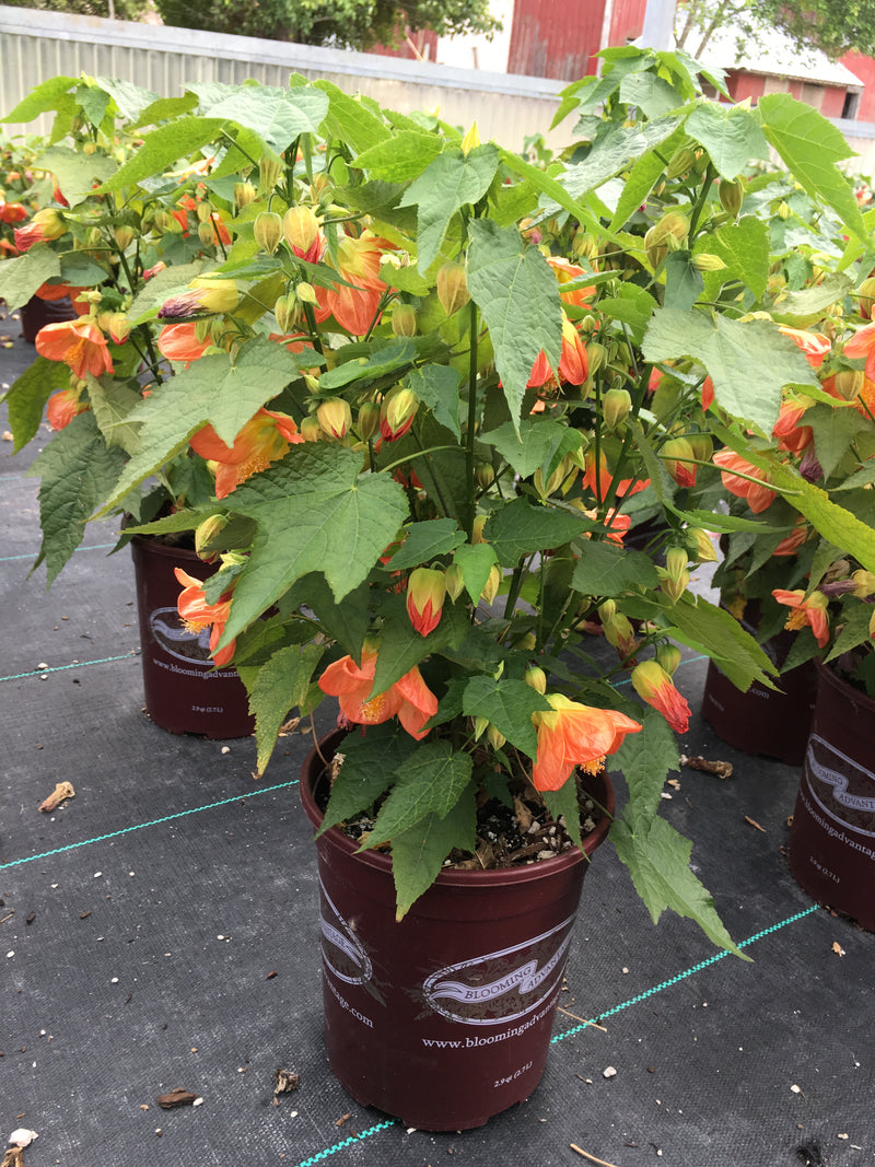 Abutilon Lucky Lantern Tangerine - 1 Gallon