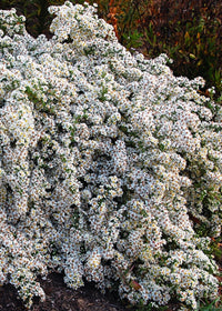 Aster Bridal Veil - 1 Gallon