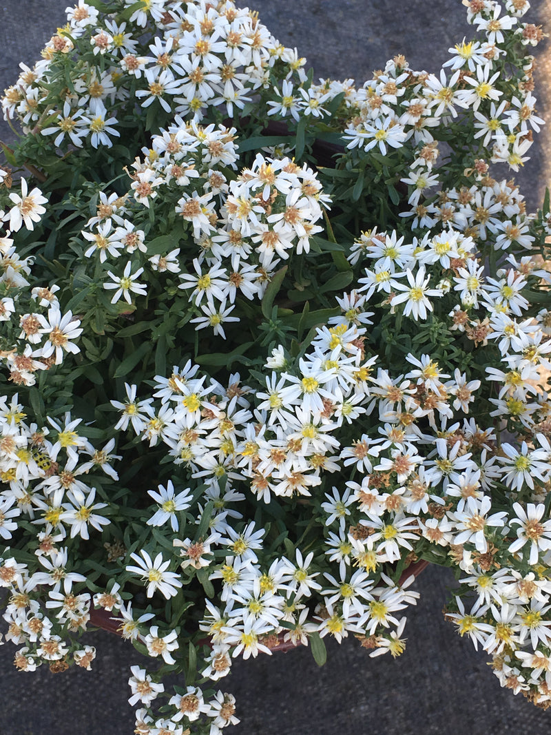 Aster Bridal Veil - 1 Gallon