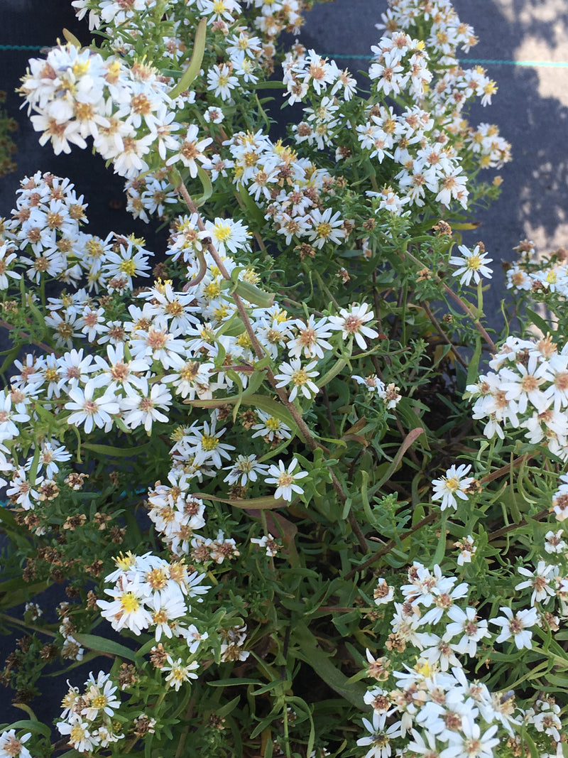 Aster Bridal Veil - 1 Gallon