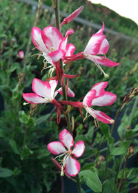Gaura Rosy Jane - 1 Gallon