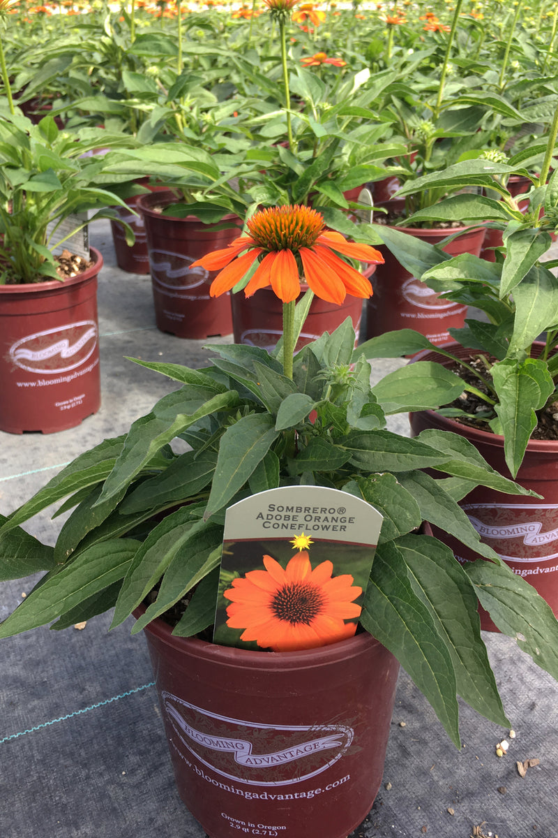 Echinacea Sombrero Adobe Orange - 1 Gallon