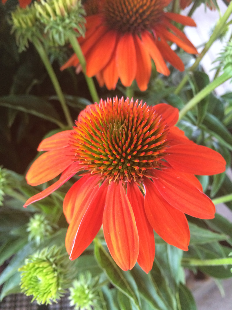 Echinacea Sombrero Adobe Orange - 1 Gallon