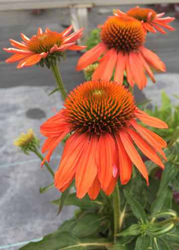 Echinacea Sombrero Adobe Orange - 1 Gallon