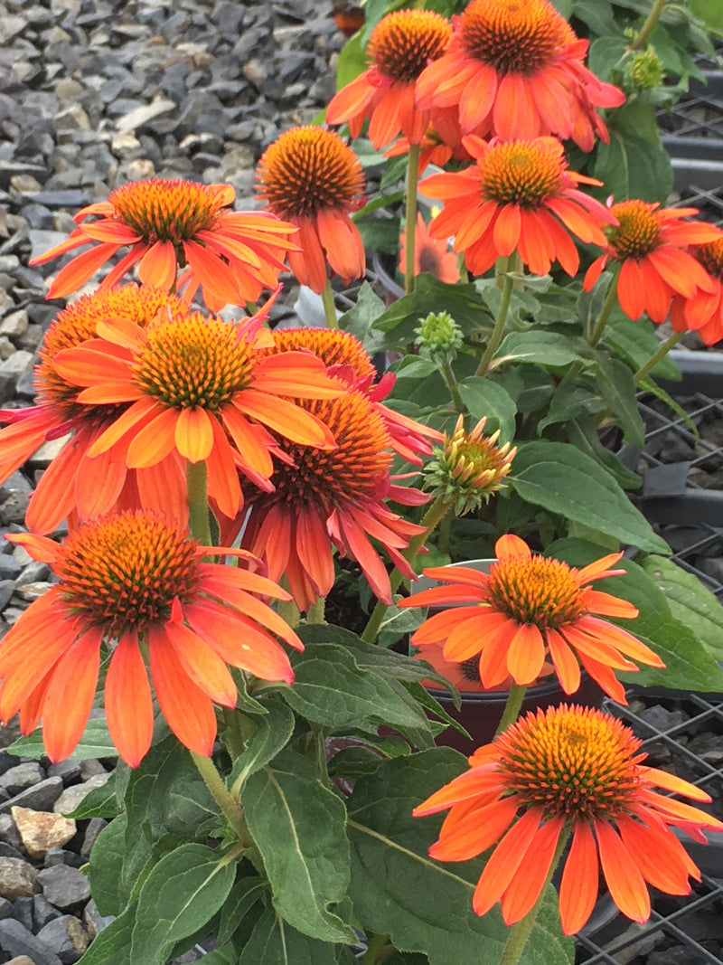 Echinacea Sombrero Adobe Orange - 1 Gallon