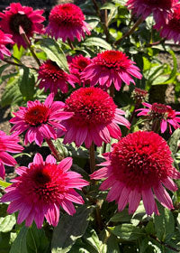 Echinacea Double Scoop Watermelon - 1 Gallon