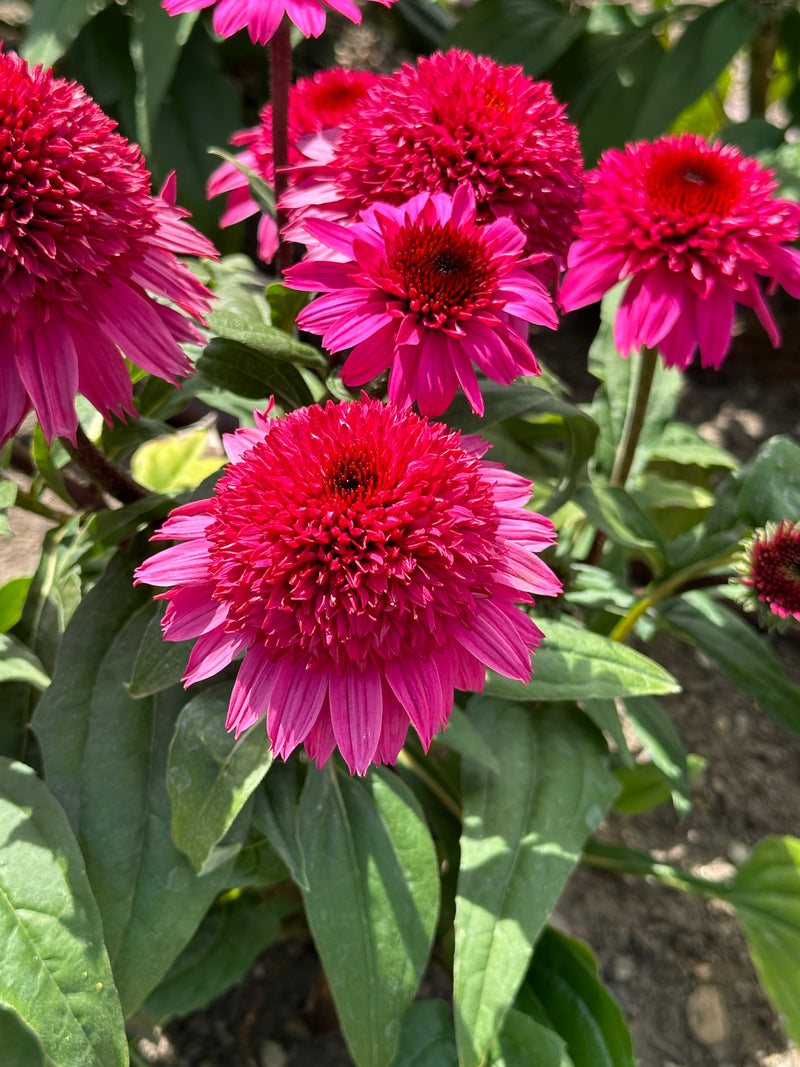 Echinacea Double Scoop Watermelon - 1 Gallon