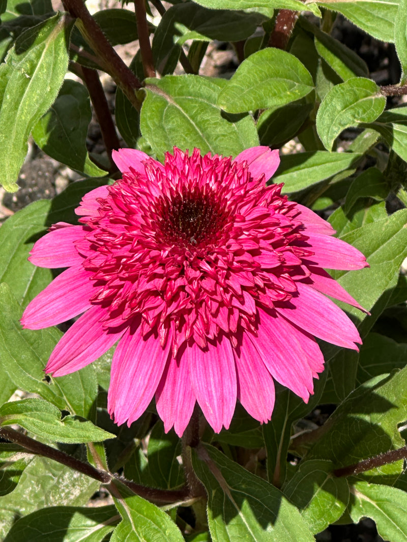 Echinacea Double Scoop Watermelon - 1 Gallon