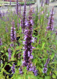 Agastache Little Adder - Quart