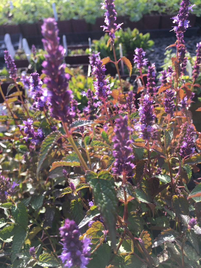 Agastache Little Adder - Quart