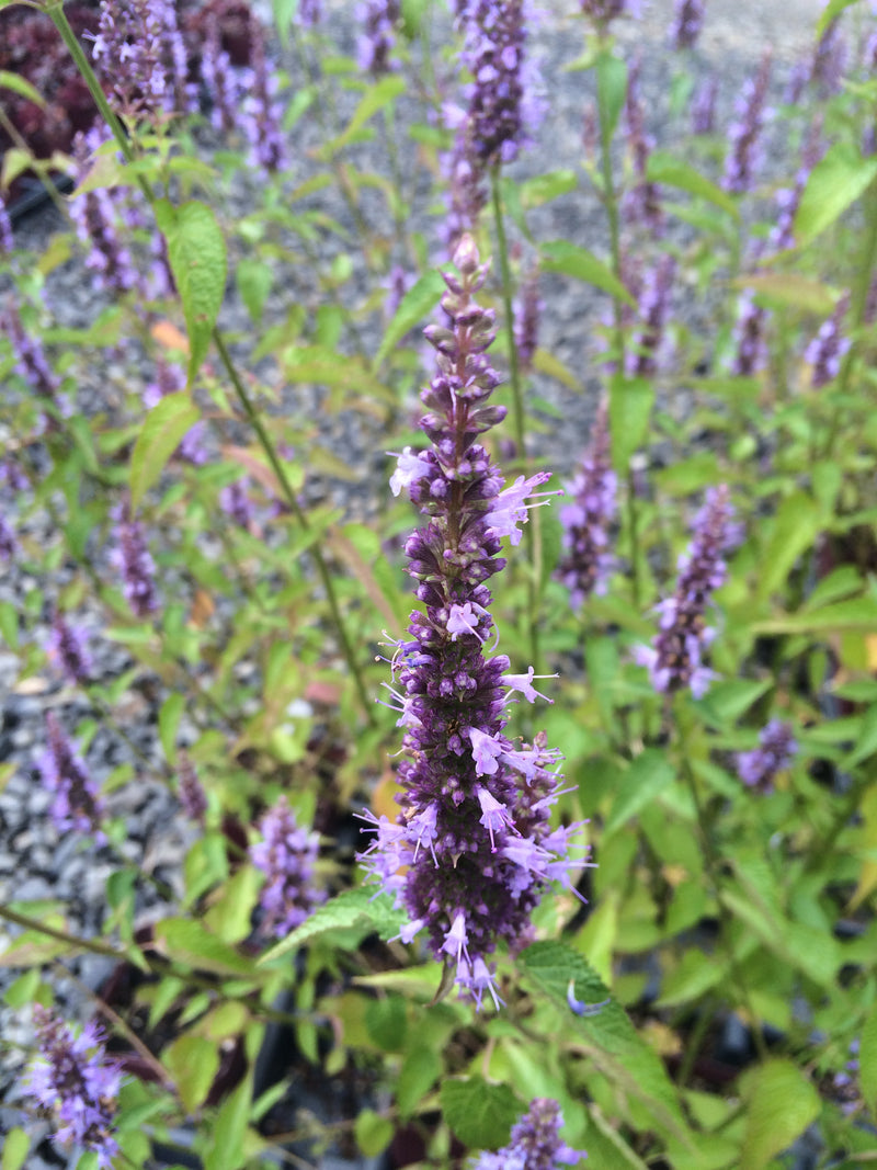 Agastache Little Adder - Quart