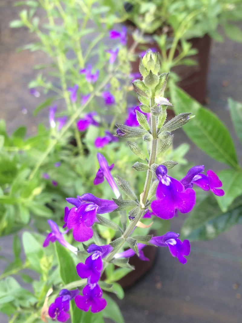 Salvia Nuevo Leon - 1 Gallon