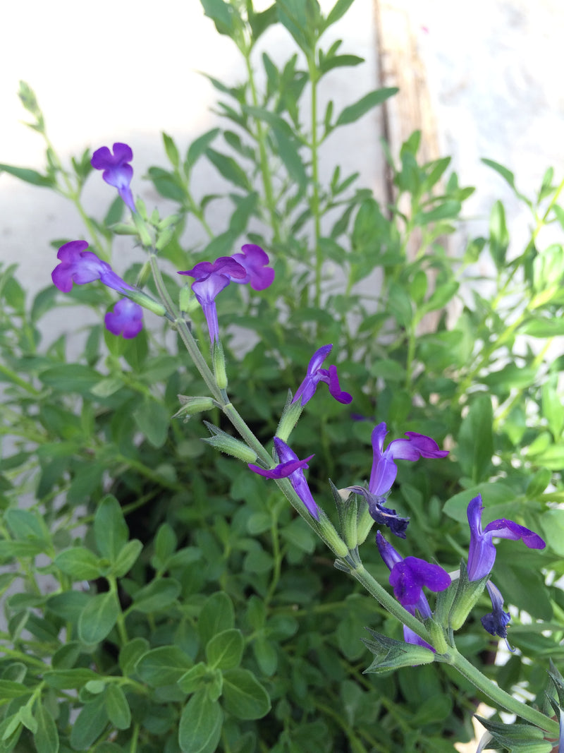 Salvia Nuevo Leon - 1 Gallon
