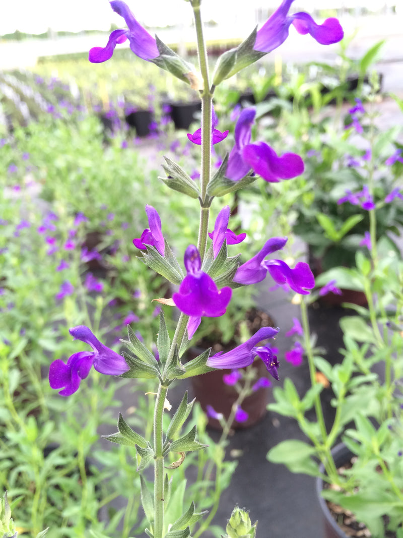 Salvia Nuevo Leon - 1 Gallon