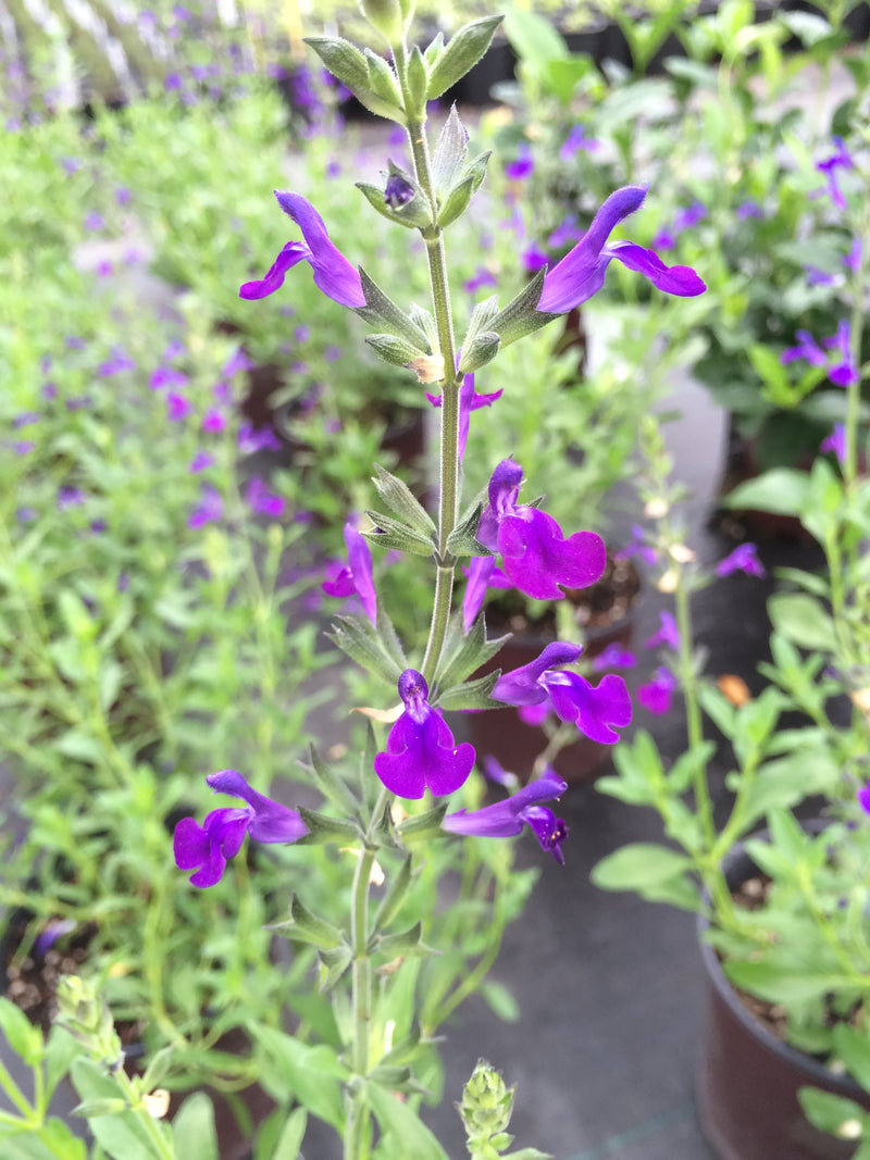 Salvia Nuevo Leon - 1 Gallon