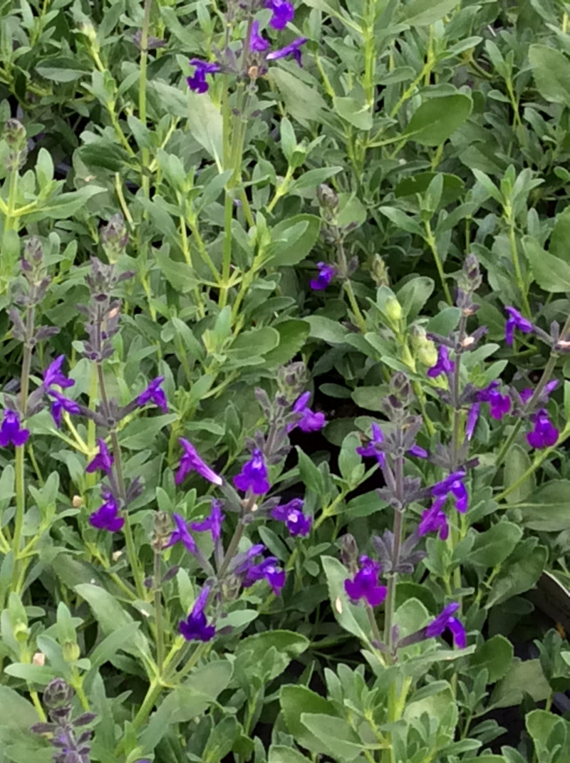 Salvia Nuevo Leon - 1 Gallon