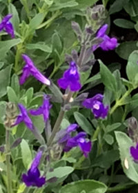 Salvia Nuevo Leon - 1 Gallon