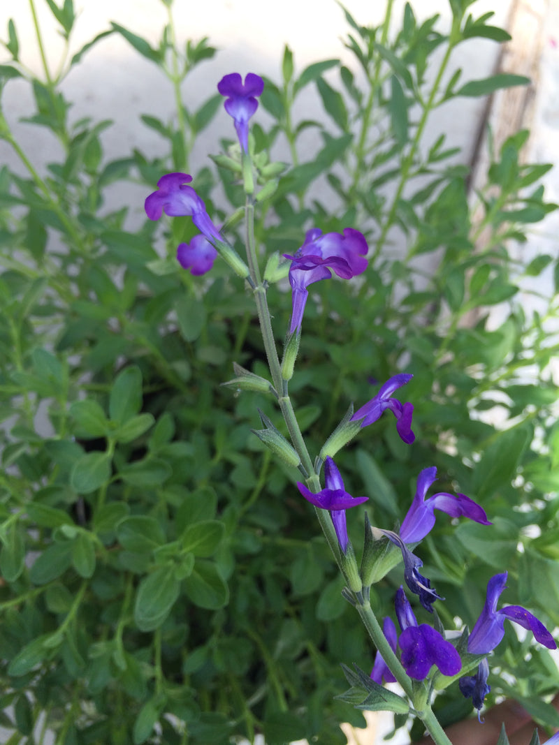 Salvia Nuevo Leon - 1 Gallon