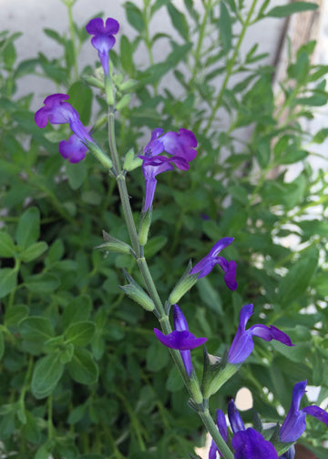 Salvia Nuevo Leon - 1 Gallon