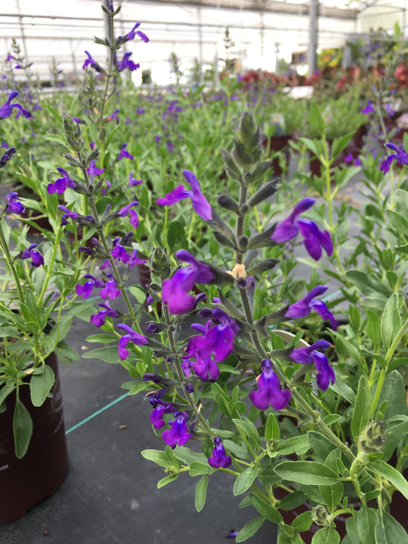 Salvia Nuevo Leon - 1 Gallon