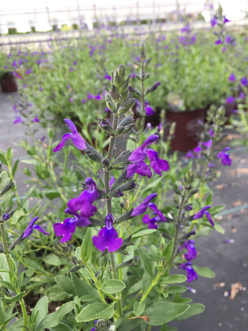 Salvia Nuevo Leon - 1 Gallon