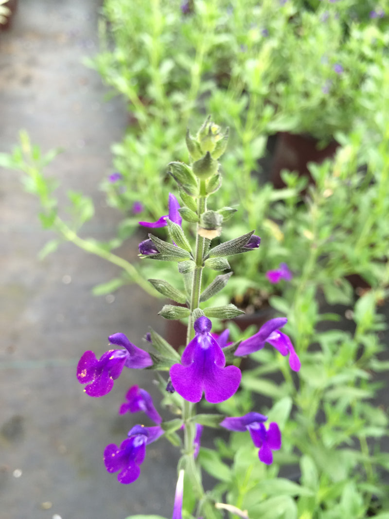 Salvia Nuevo Leon - 1 Gallon