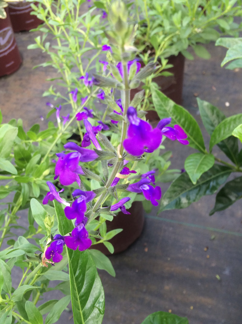 Salvia Nuevo Leon - 1 Gallon