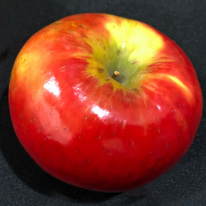 Dave Wilson Apple Honeycrisp Bare Root Tree