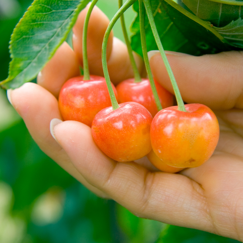 Dave Wilson Cherry Rainier Bare Root Fruit Tree