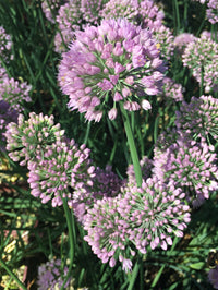 Allium Blue Twister - 3.5"