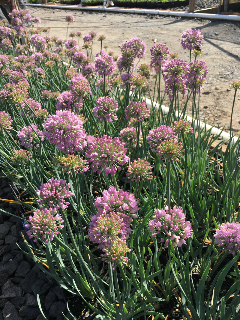Allium Blue Twister - 3.5"