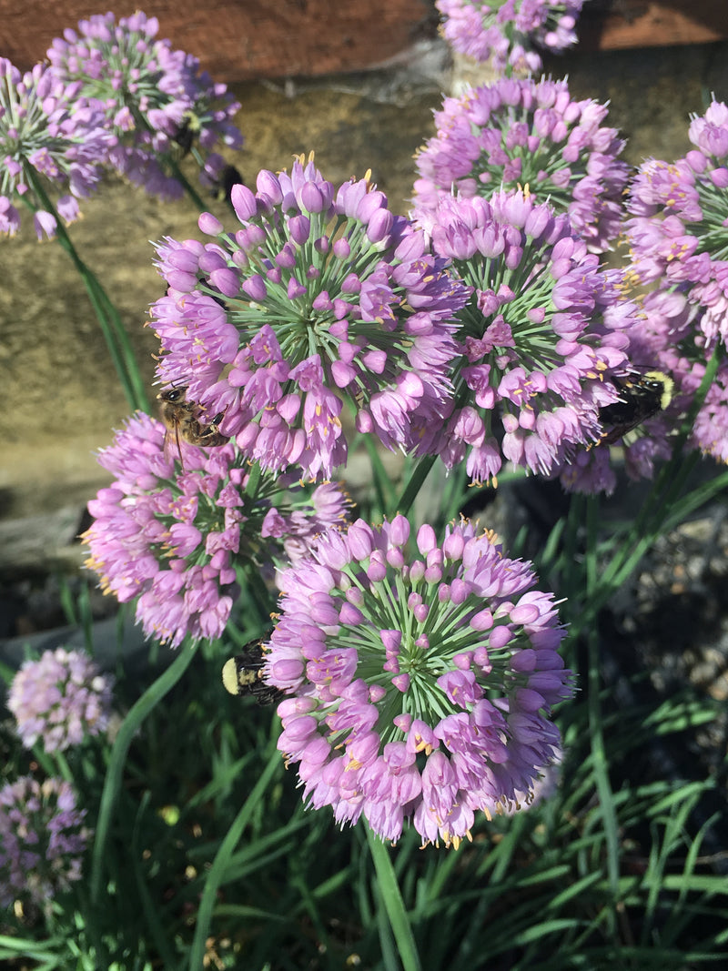 Allium Cosmic Blue - 3.5"