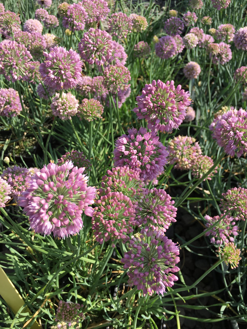 Allium Cosmic Blue - 3.5"