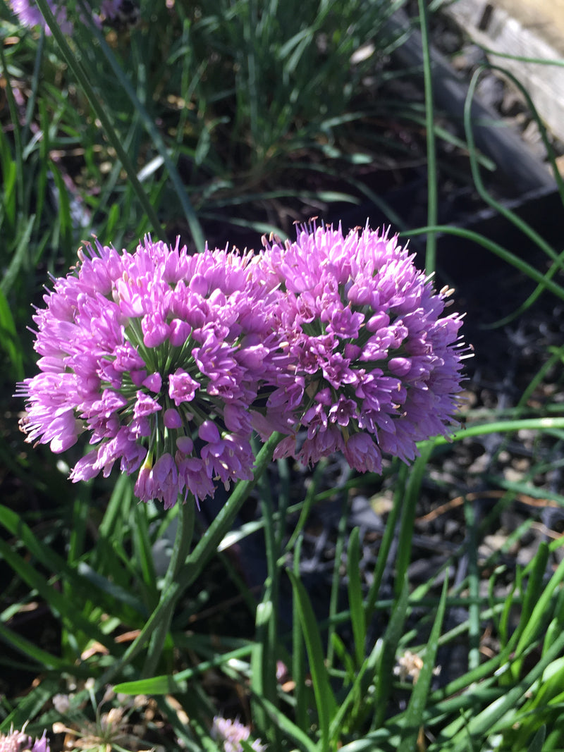 Allium Mini Milli - Quart