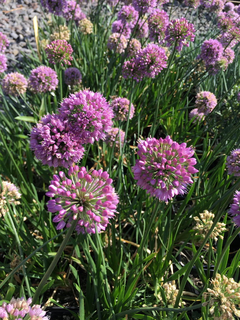 Allium Mini Milli - Quart