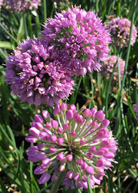 Allium Mini Milli - Quart