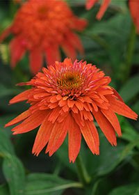 Echinacea Double Scoop Mandarin - 1 Gallon