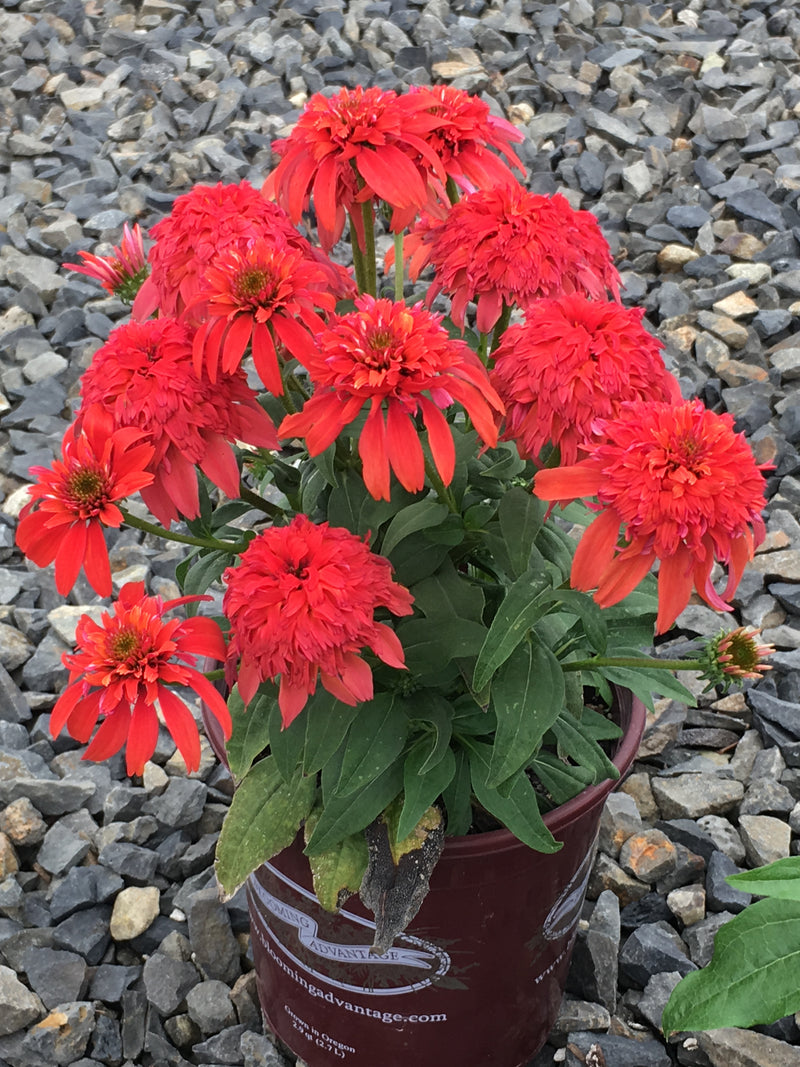 Echinacea Double Scoop Mandarin - 1 Gallon