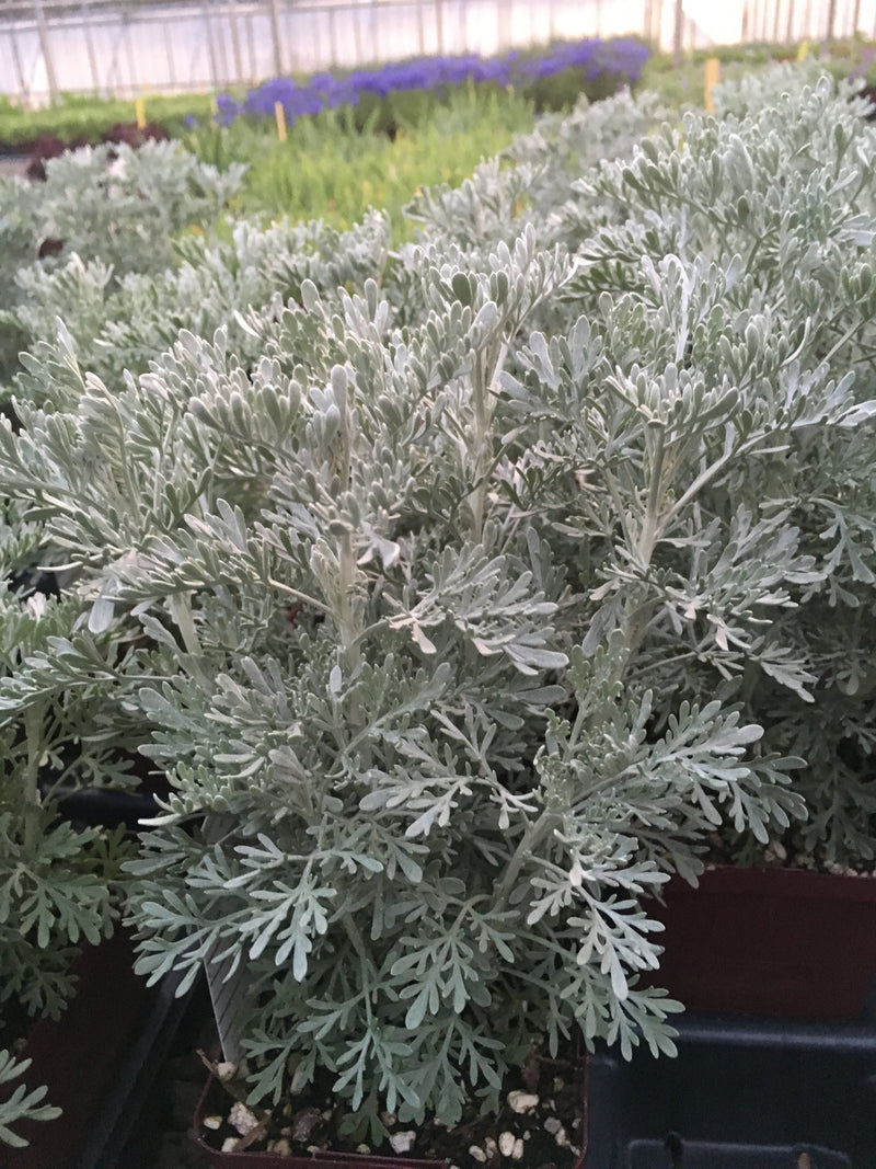 Artemisia Parfum dEthiopia - Quart
