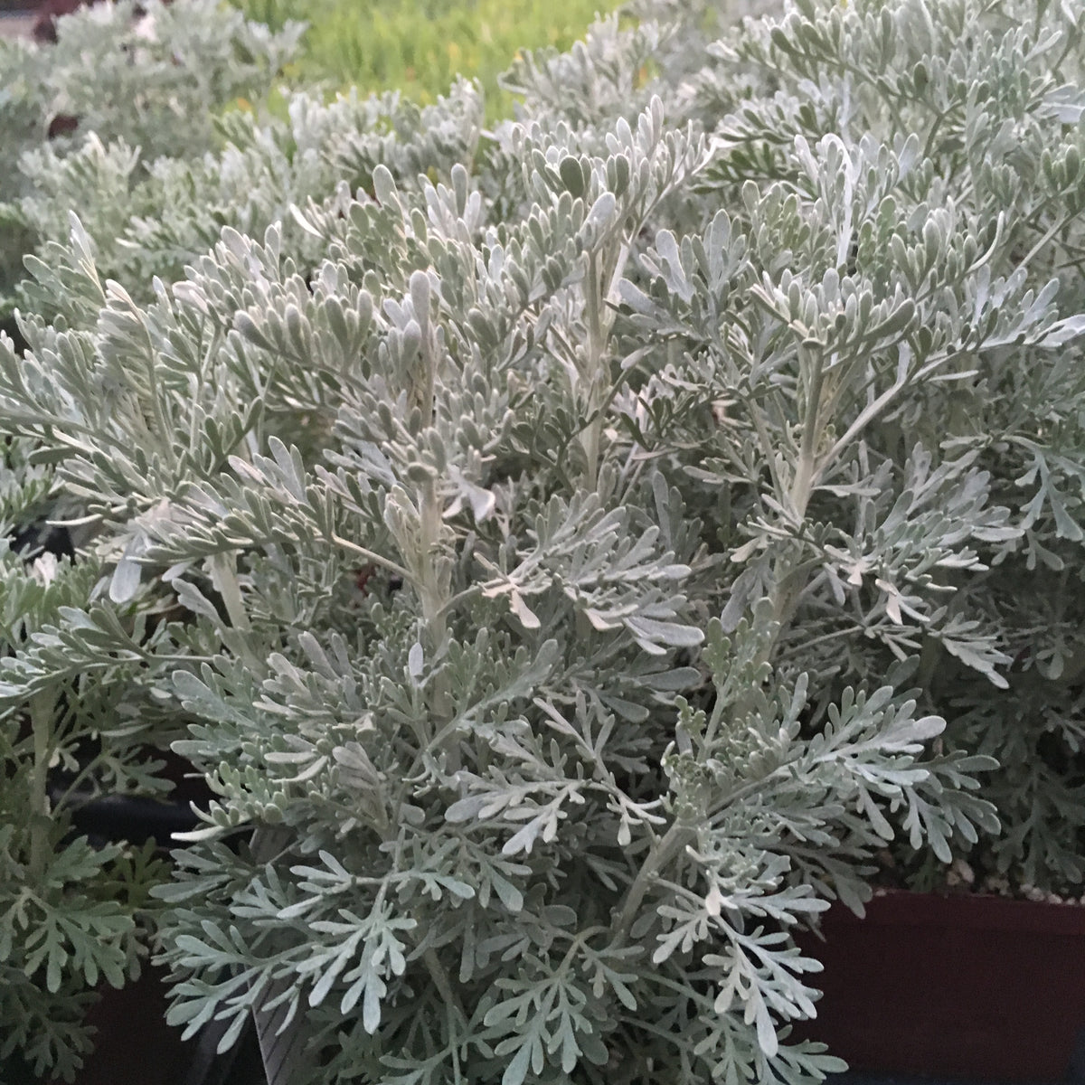 Artemisia Parfum dEthiopia - Quart — Blooming Junction
