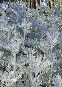 Artemisia Parfum dEthiopia - Quart