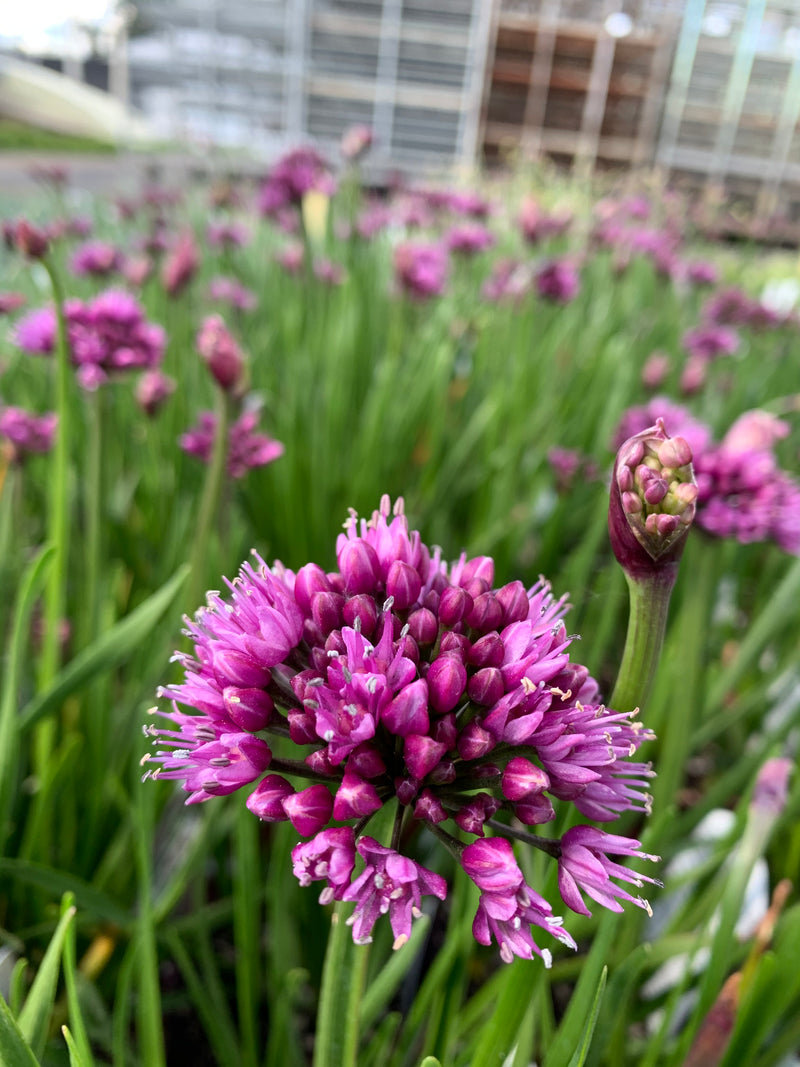 Allium Windy City - Quart