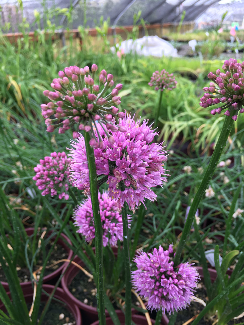 Allium Windy City - Quart
