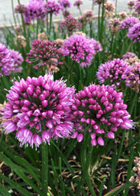 Allium Windy City - Quart
