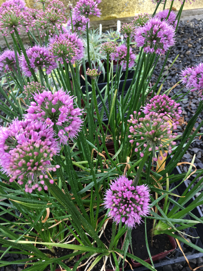 Allium Windy City - Quart