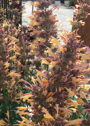 Agastache Sunrise Acapulco Yellow - 1 Gallon