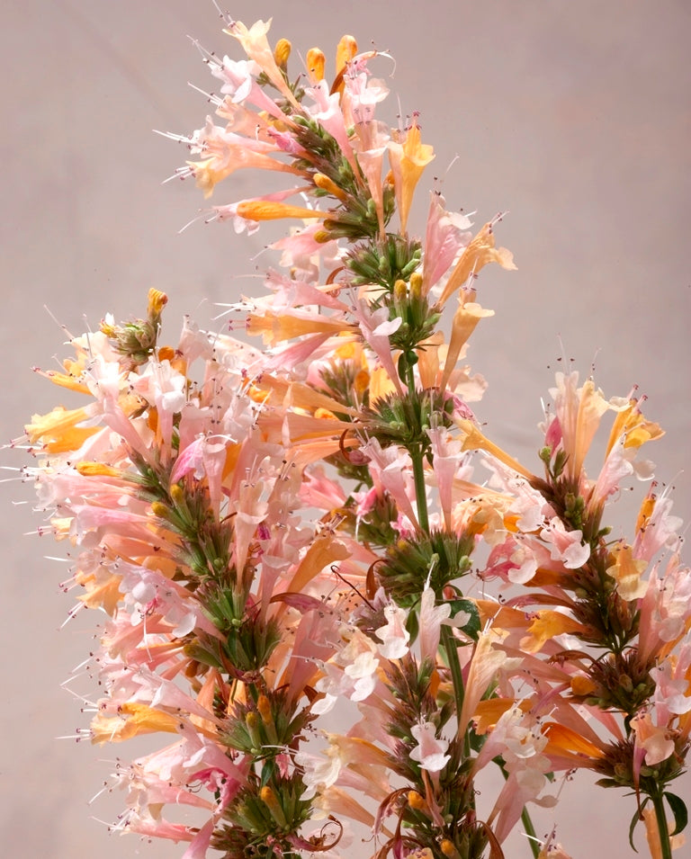 Agastache Sunrise Acapulco Yellow - 1 Gallon