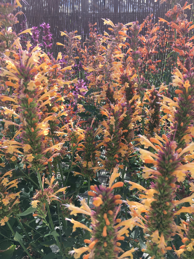 Agastache Sunrise Acapulco Yellow - 1 Gallon