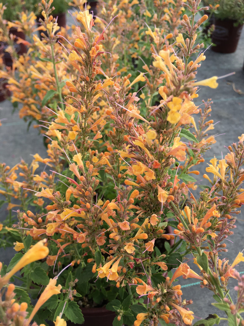 Agastache Sunrise Acapulco Yellow - 1 Gallon