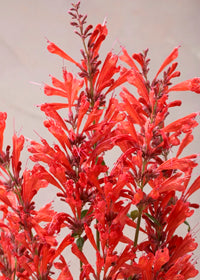 Agastache Sunrise Acapulco Red - 1 Gallon